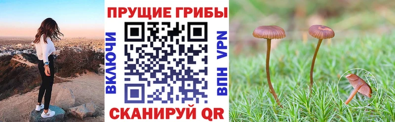 Псилоцибиновые грибы GOLDEN TEACHER  Купить  Себеж 
